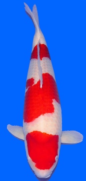 3 Step Kohaku Sakai Ltd 80cm Gosai Female Very High Quality 