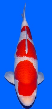 Kohaku Sakai Ltd 80cm Gosai Female VHQ 