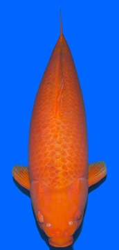 Oranje Karashi Crownfish 91cm Female HQ 