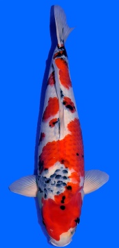 Showa Higashi 58cm Nisai Female SHQ 