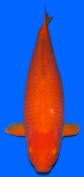 Oranje Karashi Crownfish 95cm Female VHQ 