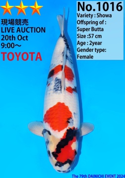 Showa Dainichi Toyota 57cm Nisai Female VHQ 