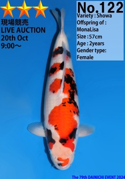 Showa Dainichi 57cm Nisai Female VHQ 