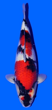 Showa Isa 48cm  Nisai Female VHQ 