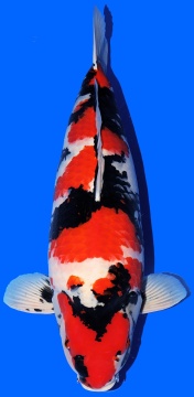 Showa Dainichi SP Jr. 77cm Yonsai Female SHQ 