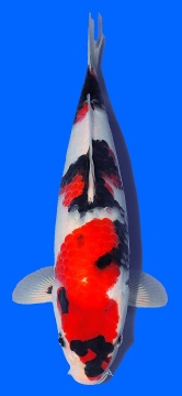 Showa Maruhide 35cm Tosai Female  HQ incl Mudpond 