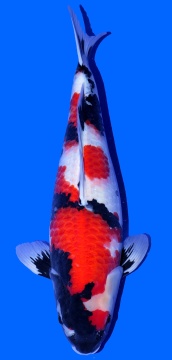 Showa Isa 48cm Nisai Female VHQ 