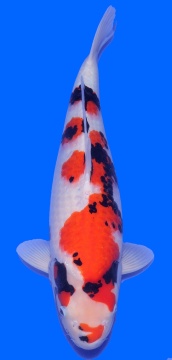 Showa Dainichi 57cm Nisai Female VHQ 