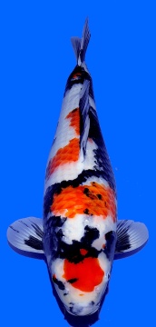 Maruten Showa Dainichi 57cm Nisai Female HQ 