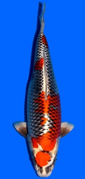 Ginga Higashi 55cm Nisai Female VHQ 