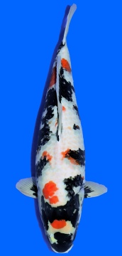 Showa Higashi 61cm Nisai Female VHQ 