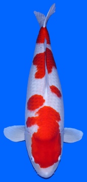 Kohaku Dainichi 85cm Gosai Female VHQ 