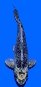 Kawari Aoki 30cm Nisai Female 