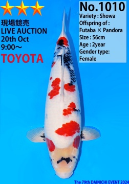 Showa Dainichi Toyota 56cm Nisai Female VHQ 