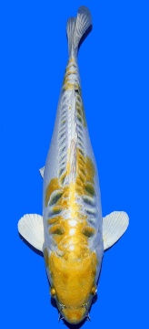 Bigscale Aoki 36cm Nisai Female HQ 