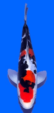 Doitsu Sanke Aoki 35cm Nisai HQ 