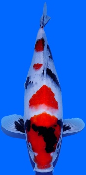 Kindai Showa Genjiro 35cm Female Nisai HQ 