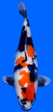 Showa Dainichi 60cm Nisai Female VHQ 