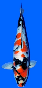 Showa Higashi 61cm Nisai Female  VHQ 