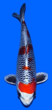 Ginga Aoki 37cm Nisai VHQ 