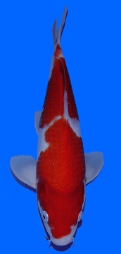 Kohaku Genjiro 32cm Nisai HQ 