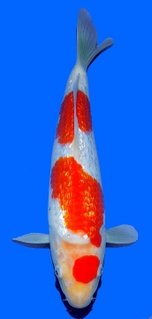 Maruten Ginrin Kohaku Teradomari 35cm Nisai HQ 