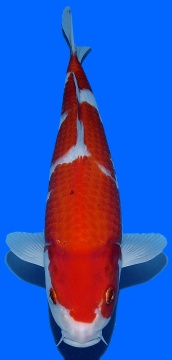 Kohaku  Genjiro 35cm Nisai HQ 