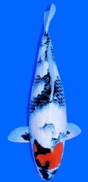 Tancho Showa Hosokai 49cm Nisai Female  