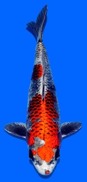 Ginga Aoki 35cm Nisai Female HQ 