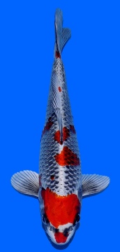 Ginga Aoki 33cm Nisai Female HQ 