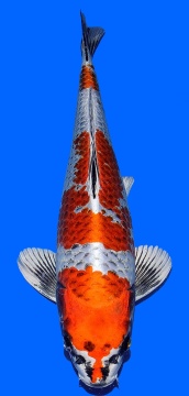 Ginga Aoki 40cm Nisai VHQ 