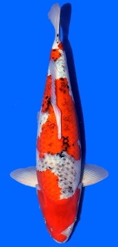 Goshiki Showa Higashi 61cm Nisai Female HQ 