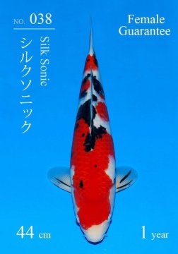 Sanke Sakai FF 44cm Tosai Female VHQ - RESERVIERT! 
