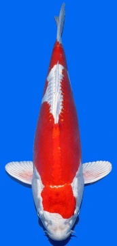 Kikusui Aoki 35cm Nisai HQ 