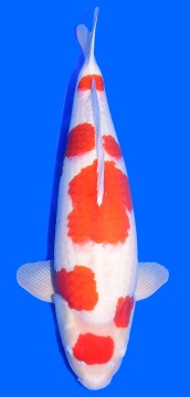 Kohaku Sakai Ltd 68cm Sansai Female VHQ 