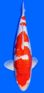 Ginrin Kohaku Sakai Ltd 51cm Nisai Female VHQ 