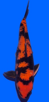 Hi Utsuri Maruhiro 44cm Nisai 