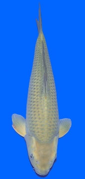 Chagoi Maruhiru 47cm Nisai Female HQ 