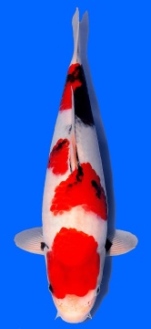 Showa Maruhide 34cm Tosai Female HQ incl Mudpond 