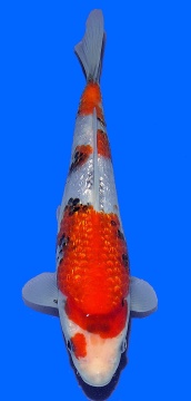 Ginrin Showa Teradomari 27cm Nisai HQ 