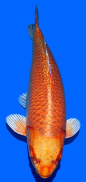 Oranje Ogon Momotaro 50cm Nisai Female High Quality 