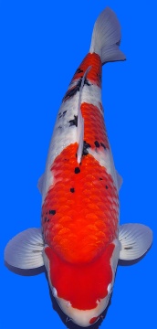 Sanke Dainichi Mr Big 65cm Nisai Female VHQ 