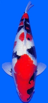 Showa Maruhide 51cm Nisai Female VHQ 